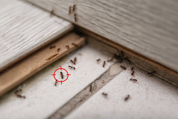 Best Insect Control  in Carbon Hill, AL
