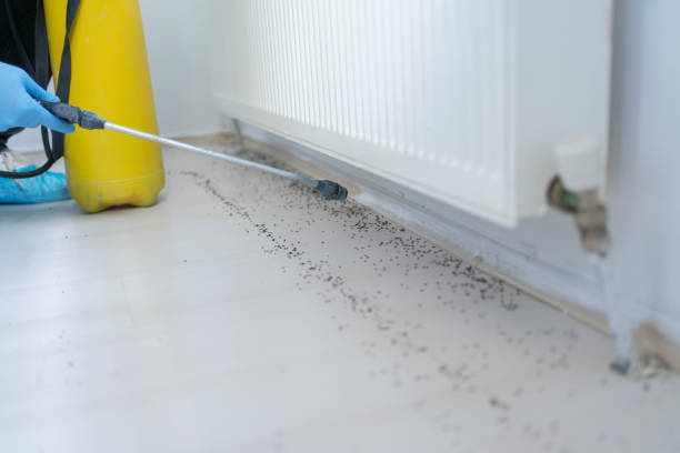 Best Wasp Removal Services  in Carbon Hill, AL