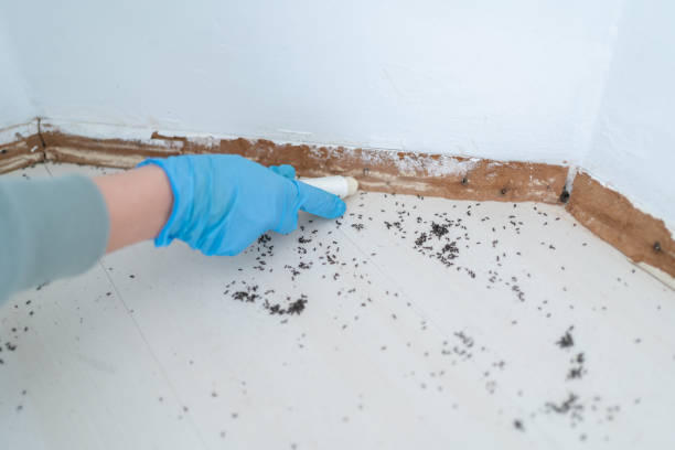 Best Pest Inspection Near Me  in Carbon Hill, AL